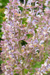 Salvia sclarea clary sage flowers close up vertical