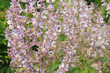 Salvia sclarea clary sage flowers close up