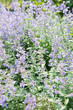 nepeta faassenii walker's low catmint and faassen's catnip purple flowers