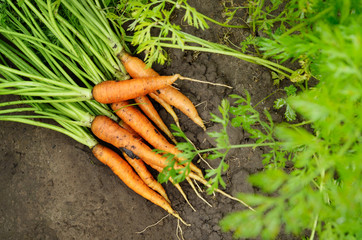 Top view at just picked carrots on the garden soil closeup view