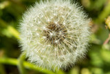 Fototapeta Dmuchawce - Lush white head of a dandelion in the grass city.