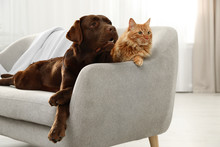 Cat And Dog Together On Sofa Indoors. Fluffy Friends
