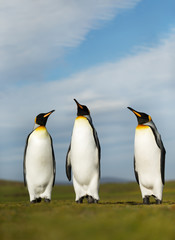Wall Mural - close up of king penguins on a sunny summer day