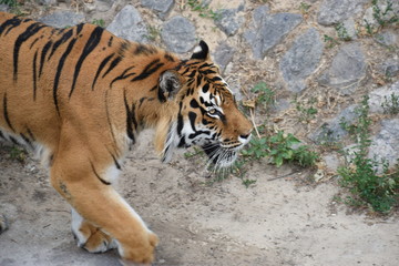 the tiger imposingly lies on emerald grass and rests, Beautiful powerful big tiger cat Amur tiger on the background of summer green grass and stones.