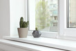 Cacti on window sill indoors. Plants for home