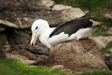 Wall Mural - black-browed albatross building a mud pillar nest
