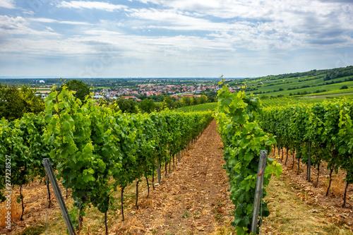 Dekoracja na wymiar  winnice-miedzy-laubenheim-nackenheim-nierstein-i-oppenheim