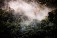 Cloud Forest At San Gerardo De Dota, Costa Rica In The Talamanca Mountain Range. Los Quetzales National Park. 