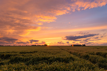 Wall Mural - colorful sunset over a wheatfield in the netherlands. a distant farm is colored red by the light of 