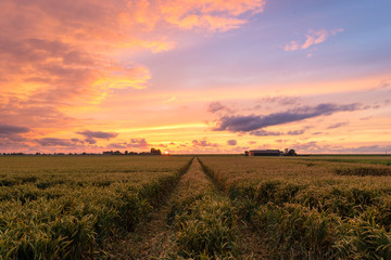 Path in a wheatfield in the dutch countryside below a colorful sky at dusk