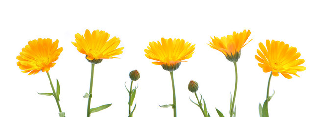 Marigold flowers calendula officinalis isolated on white background. Blooming orange garden flowers.