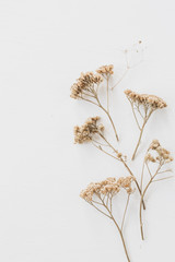 Wall Mural - Dry floral branch on white background. Flat lay, top view minimal neutral flower composition.