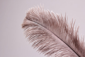 Fototapeta moda zwierzę piękny ptak pióropusz