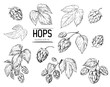 Sketch of a hop plant. Hop cones. Hand drawn illustration converted to vector
