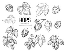 Sketch Of A Hop Plant. Hop Cones. Hand Drawn Illustration Converted To Vector