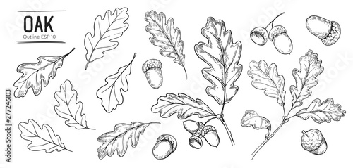 Fotomural Set of oak leaves and acorns