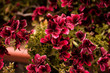 © victor - flower red