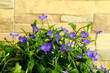 Blue flowers of lobelia on decorative stone background.