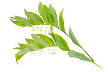 Polygonatum Officinalis Branch With White Flowers And Green Leaves. 
