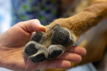 Veterinarian showing the paw of a german shepherd