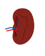 Human spleen isolated on white background vector. Spleen internal anatomy, human organ illustration