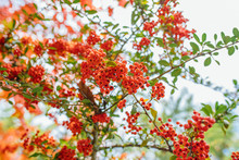 Firethorn (Pyracantha Coccinea) Berries In The Fall Season. Orange, Red Or Yellow Pyracantha Berries And Leafs In Autumn Season. 
