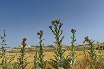 Canvas Print - Chardons poussant au bord des champs.