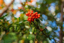 Firethorn (Pyracantha Coccinea) Berries In The Fall Season. Orange, Red Or Yellow Pyracantha Berries And Leafs In Autumn Season. 