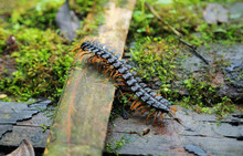 Giant Centipede In Amazon Rain Forest
