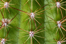 Close Up Of Cactus Needles