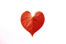 Red Heart Leaf Shaped On White Background