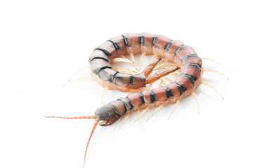 Wall Mural - Centipedes on white background. Chilopoda from nature.