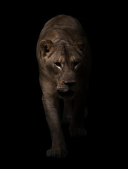 Poster - female lion walking in dark background