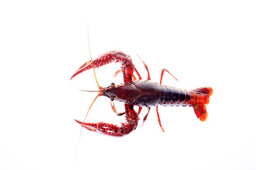 Wall Mural - Crayfish