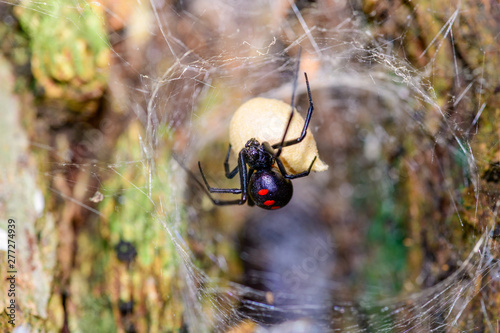 Cuadros en Lienzo Southern Black Widow (Latrodectus mactans) or shoe-button spider