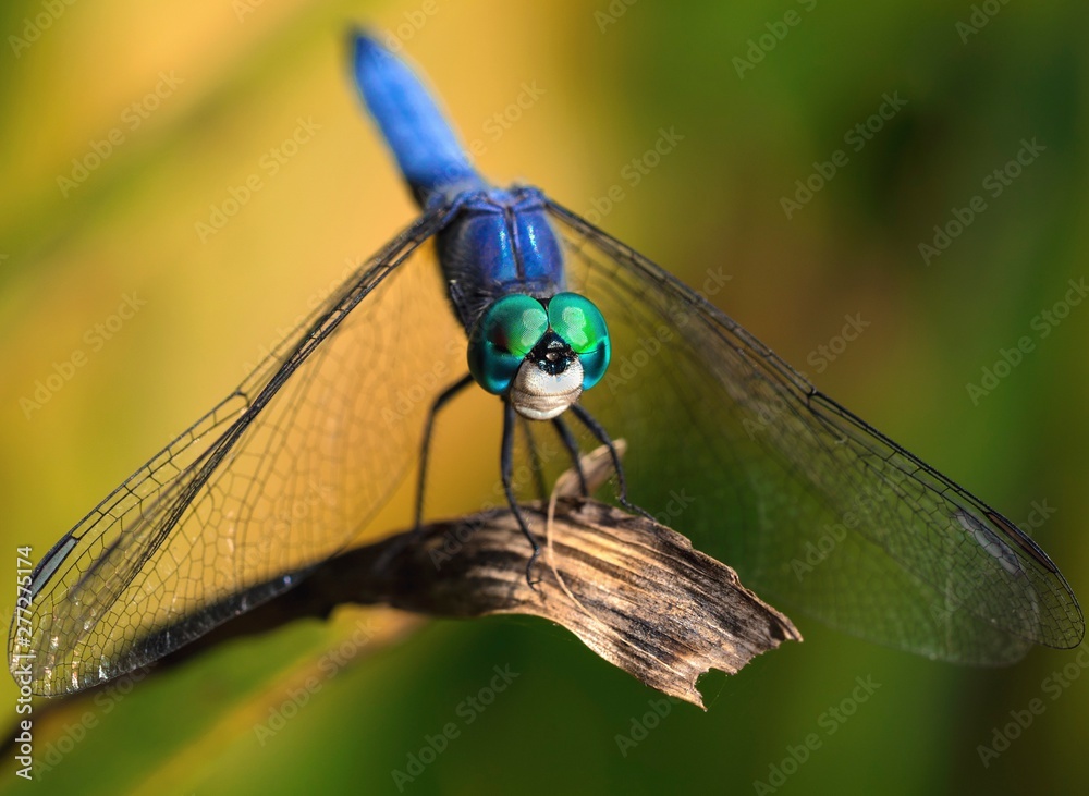 This epic macro image capture shows a front view of a beautiful blue ...