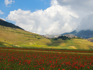 The plains of Castelluccio di Norcia in the national park of 