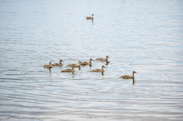 Wall Mural - Birds swimming on lake. Ducks