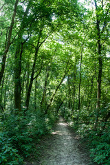  A Beautiful Landscpe of the High Trees and the long path, shooted in the park, on Sunny Day - Slovakia, Europe