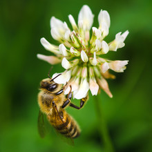 Macroshot Of A Bee Collecting Pollen Of A Clover Flower