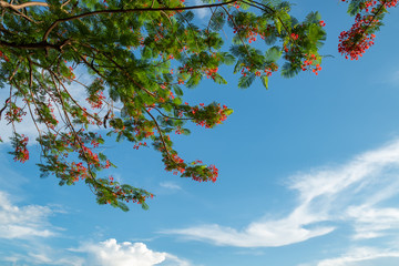 Wall Mural - Caesalpinia pulcherrima branchs