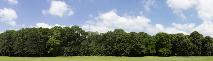very high definition treeline with a colorful blue sky