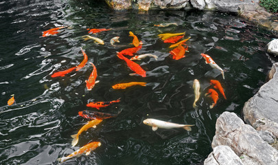 Wall Mural - Close up Group of Colorful Koi Fish in a Pond