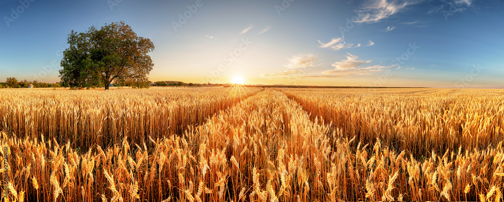 Wheat flied panorama with tree at sunset, rural countryside - Agriculture - obrazy, fototapety, plakaty 