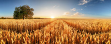 Wheat Flied Panorama With Tree At Sunset, Rural Countryside - Agriculture