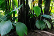 Mangrovenwald mit Stelzwurzeln, Seychellen, Afrika