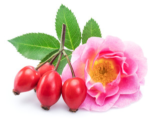 Rose-hips with rose flower isolated on a white background.