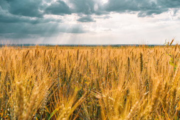 Field of Golden wheat. Blue sky with feathery clouds and rays of the setting sun. Agriculture and farming concept.