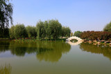 Fototapeta Do pokoju - Bridges and green plants in the park
