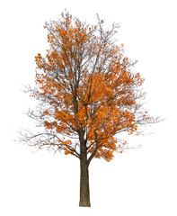 Wall Mural - dark yellow semi bare autumn large maple tree